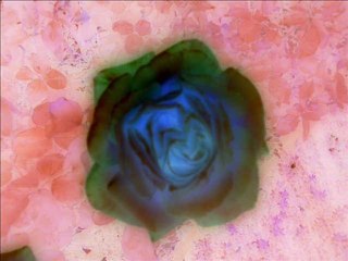 Ancient Tales - The Flower of Amaranth