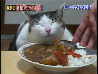 Kitty gets high with curry