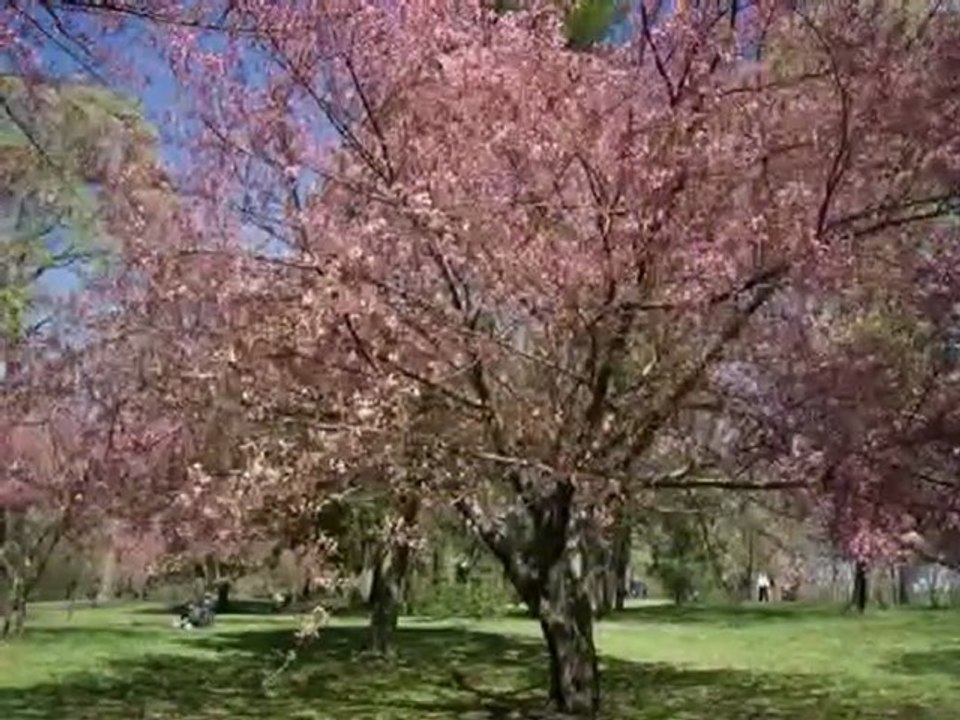 A Cherry Blossom Festival