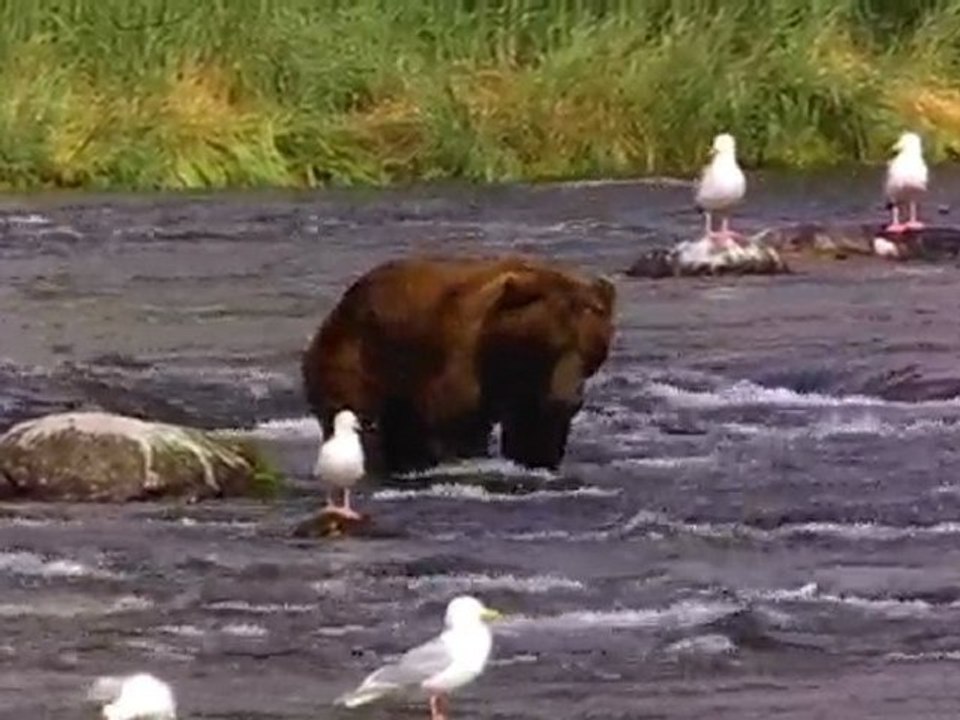 Bear
