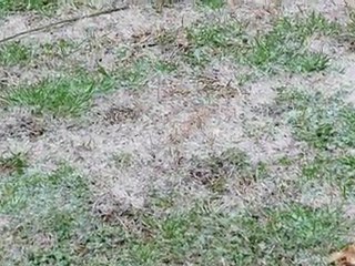 Snowing in South Texas!!!!! - 23 February, 2010