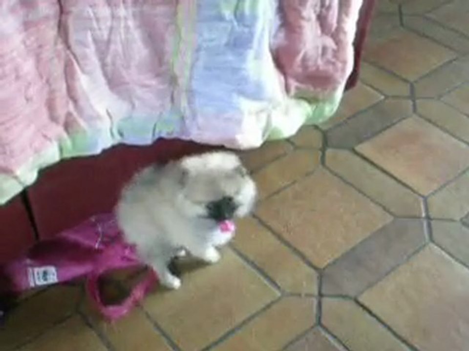 SAC FOFOLLE