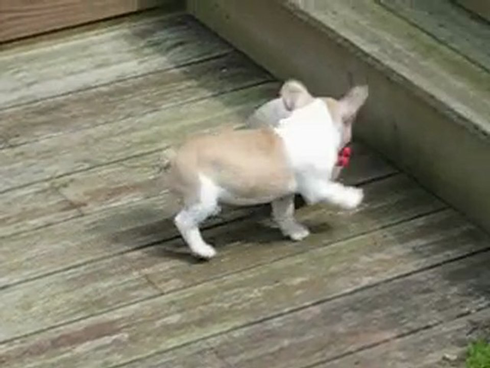 Fangio joue au ballon