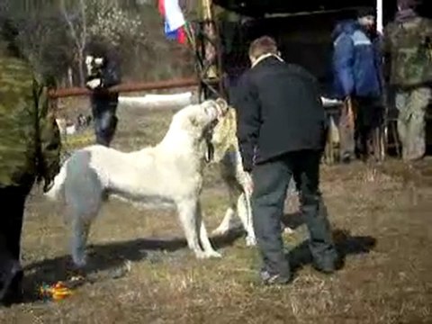 Сен Сао Мурат (Воронеж)- Пират (Краснодар)