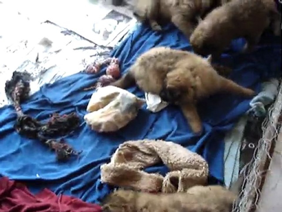 Nous passons notre temps à jouer 17 04 2010 (suite)