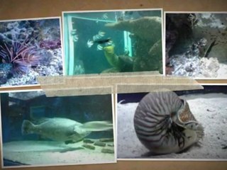 aquarium grau du roi