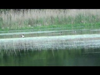 Domaine de Villechenay - Chasse