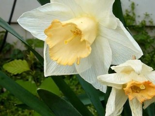 Panasonic ZS3 and Pinnacle Studio 14