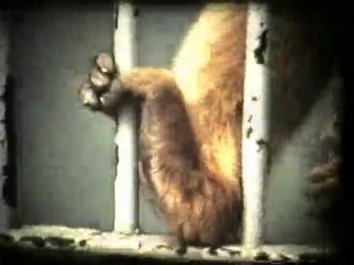 Happy Zoo, 1980 (Budapest)