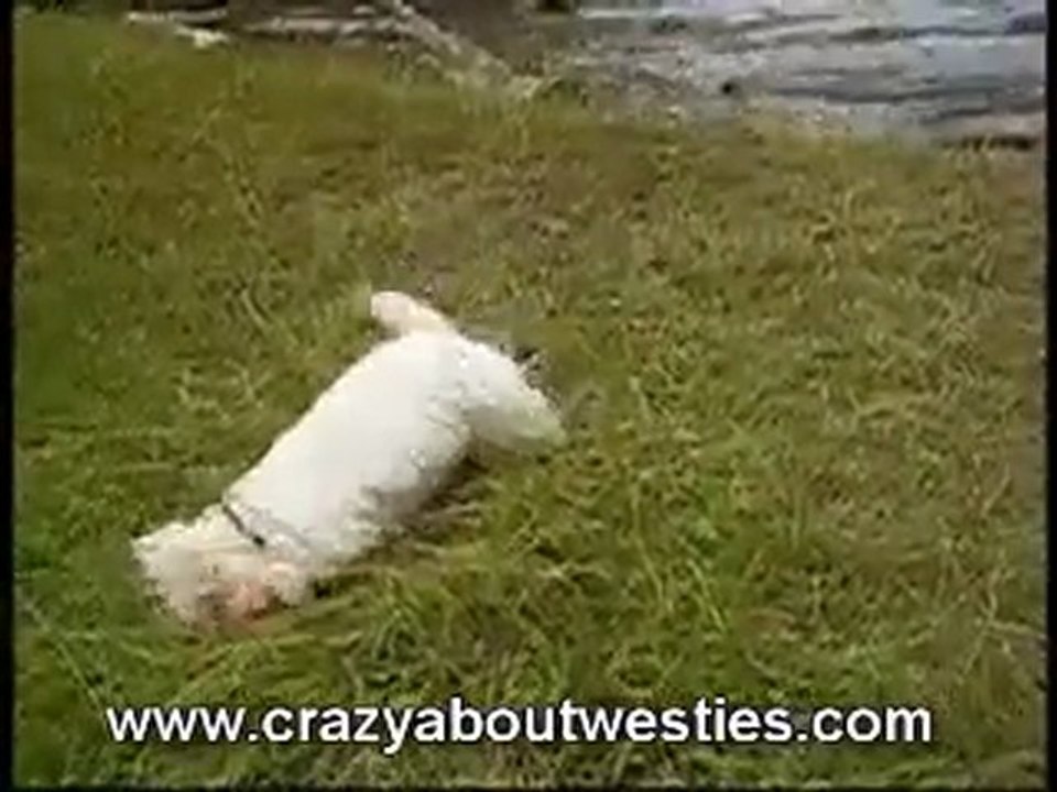 The Greatest Westie Roller in Town