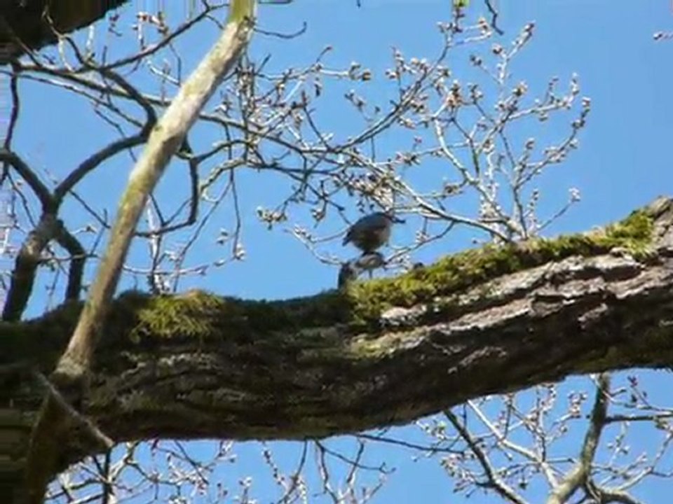 Sittelle torchepot chante sur une branche (Sitta europaea )