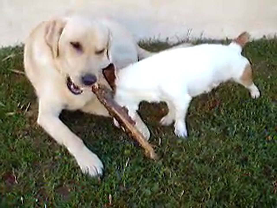 mon labrador