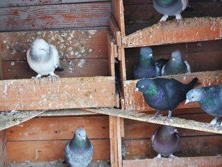 le village d'Uchisar ,la vallée des pigeons,Pasabagi