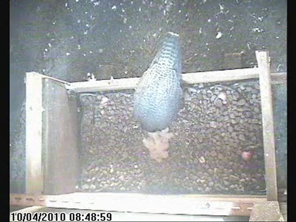 Faucon pèlerin Nancy (54,FR) Eclosion 2010