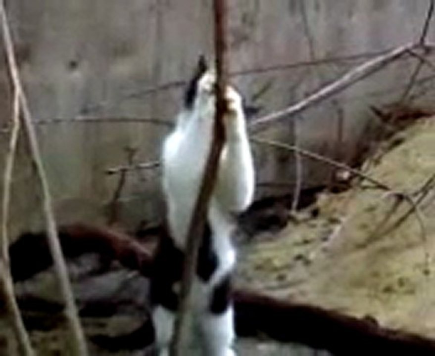 Un chat danse autour d'une branche