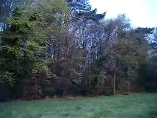 Chants d'oiseaux le matin au chemin du Halage 3