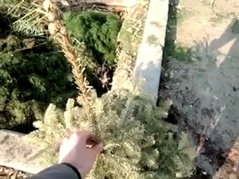 sapin dechèterie 18 avril 2010