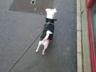 jumper se promène dans les rues de paris ( 2 )