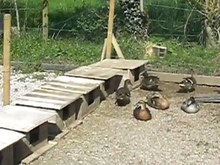 mes sauvages (speud62)