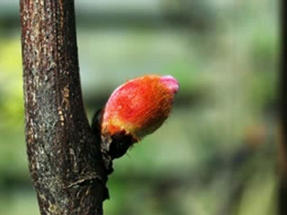 le printemps au jardin