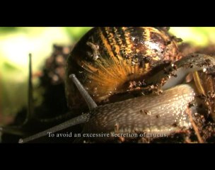 Les Rois du temps
