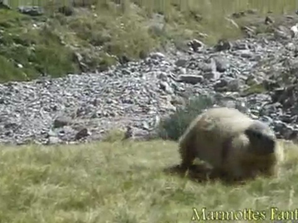 Les folles courses des marmottes