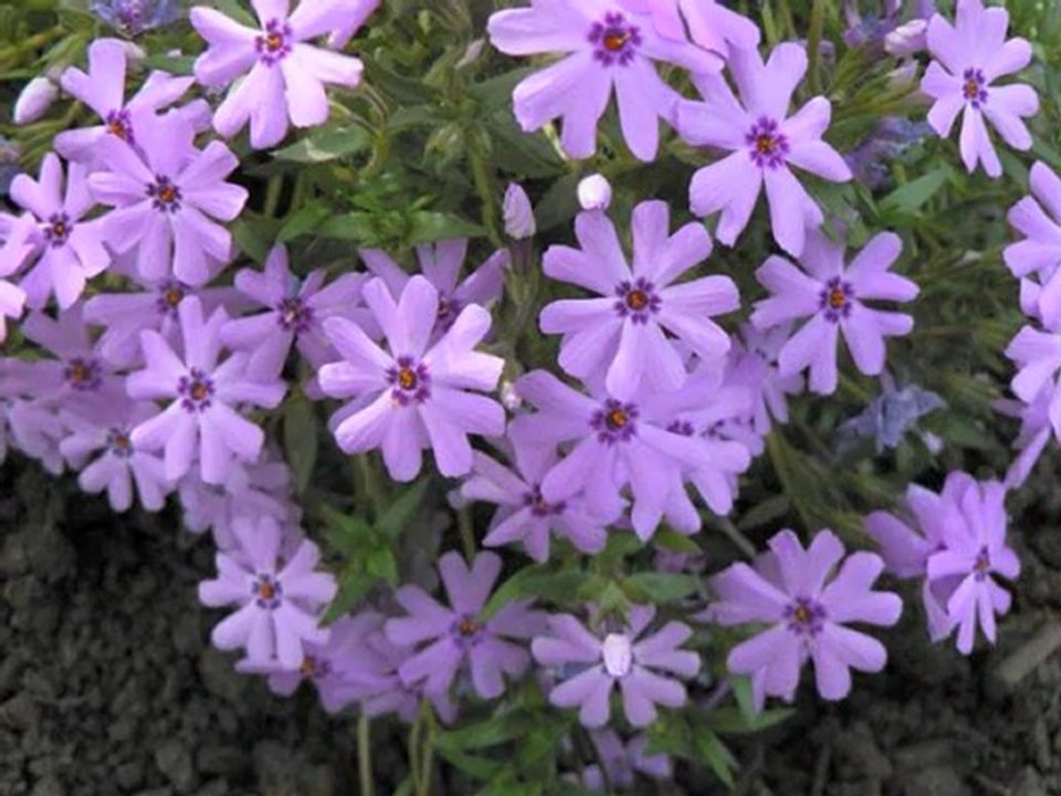 Tanrı istemezse / Sezen Aksu