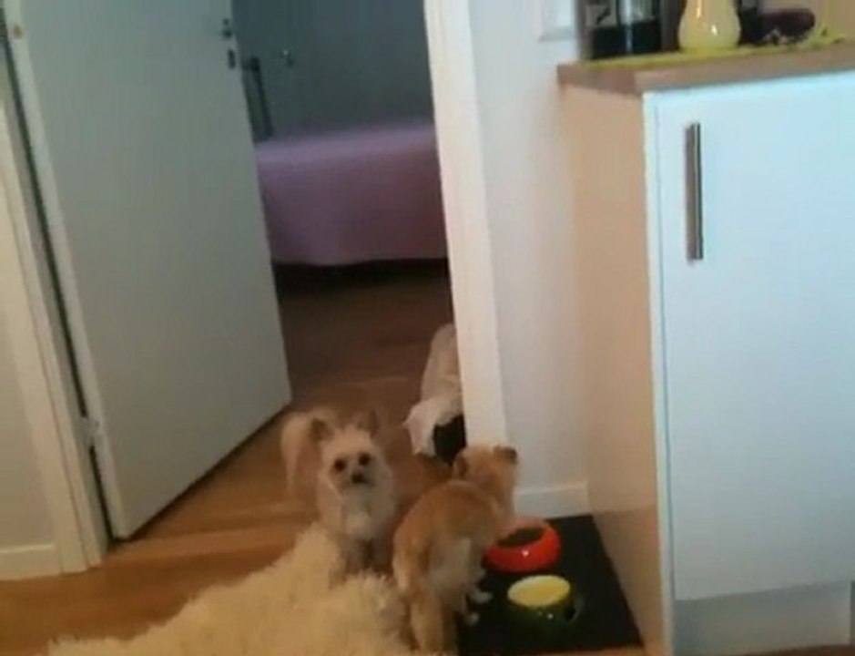 Gizmo & Leeloo delar på en lunch