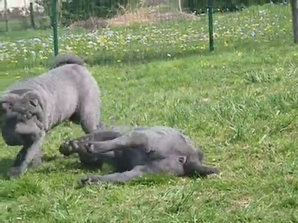 Fancy Annie & Cherry du Nuorilang, 3 months