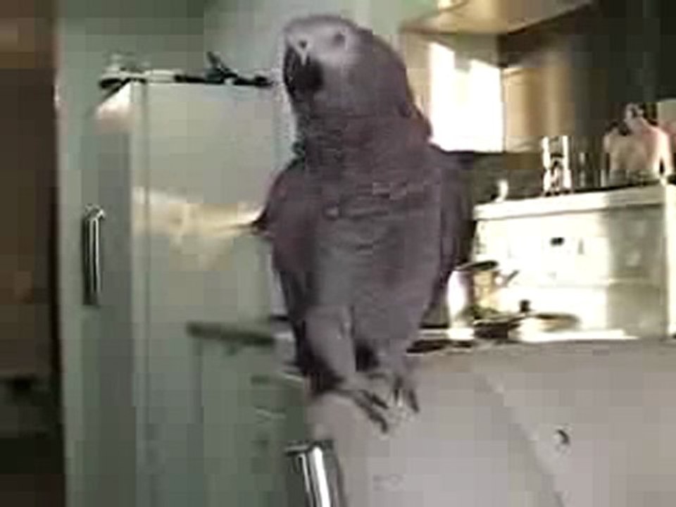Perroquet beatboxing