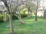 chevreaux nains 1 mois: sur un arbre perchée