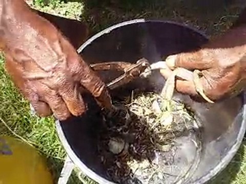 Nettoyage du crabe/ Cleen the crab / Netwayé crab la