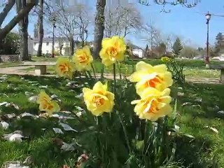 Sucé sur Erdre : tulipier