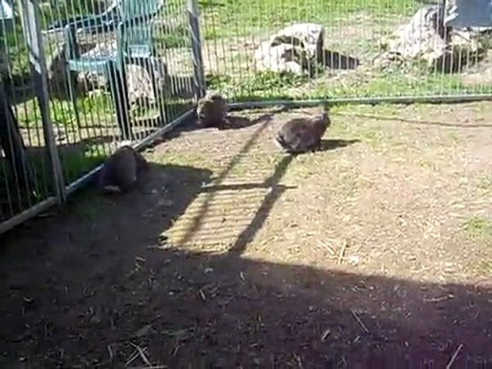 lapin géant bélier 2 mois