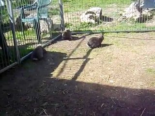 lapin géant bélier 2 mois