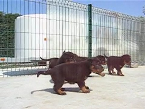 AUTHENTIQUES CHIOTS BERGER DE BEAUCE BEAUCERON BAS-ROUGE LOF