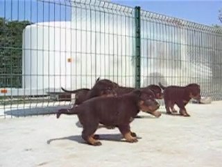 AUTHENTIQUES CHIOTS BERGER DE BEAUCE BEAUCERON BAS-ROUGE LOF