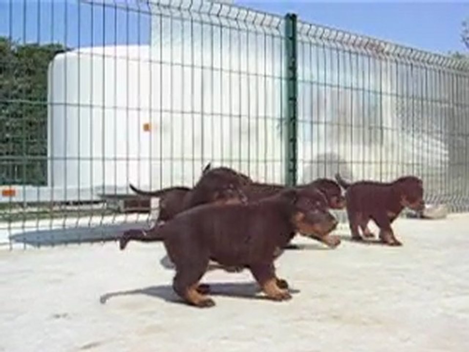 AUTHENTIQUES CHIOTS BERGER DE BEAUCE BEAUCERON BAS-ROUGE LOF