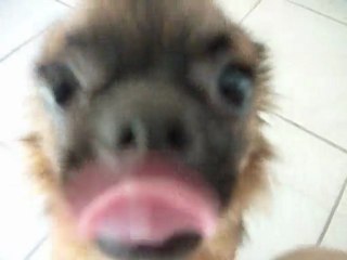 Esyl et ses croquettes