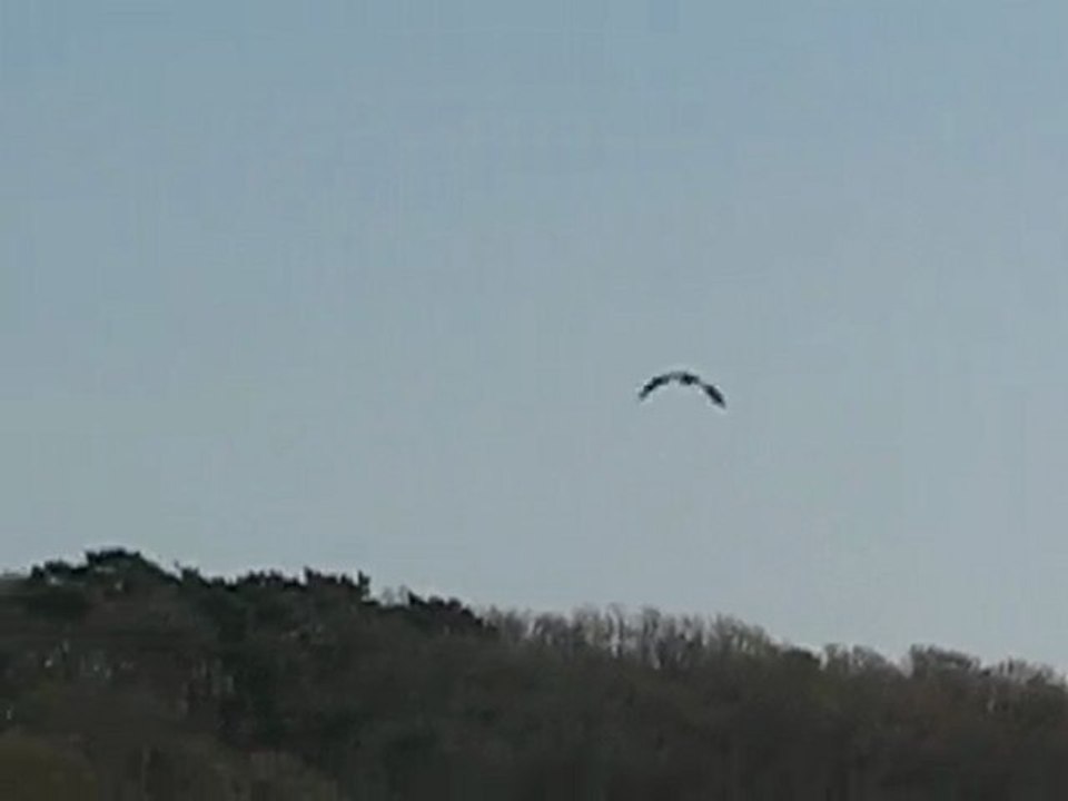 Sur l'Erdre : oiseau