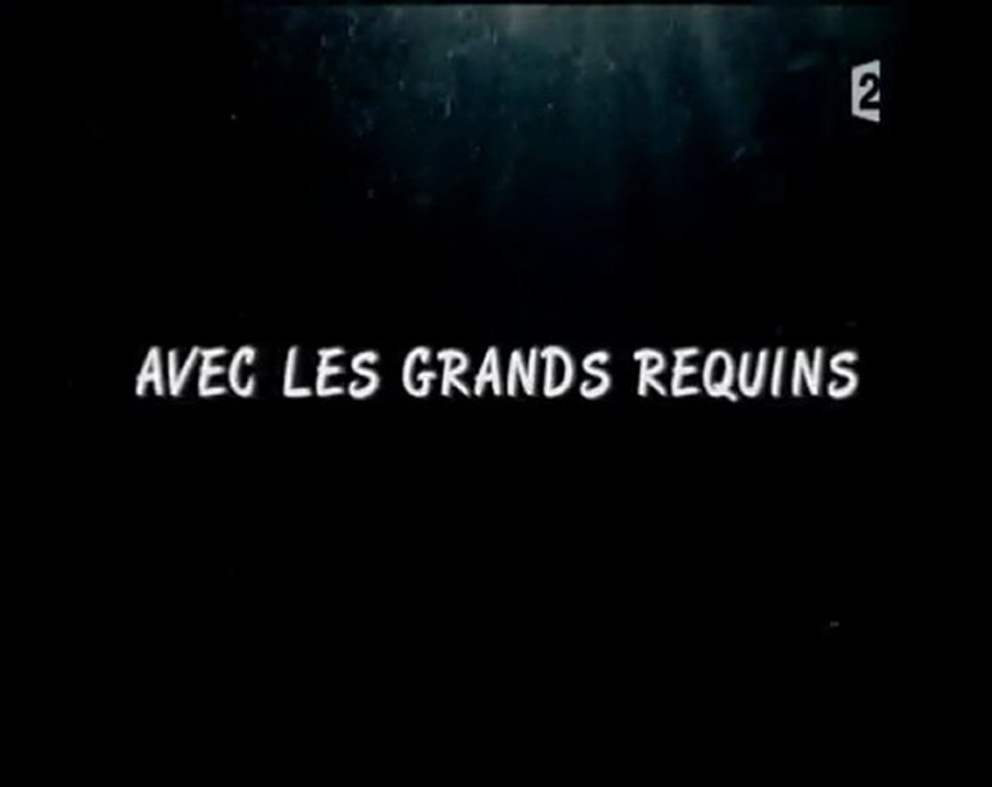 nuits blanches avec les grands requins (1)