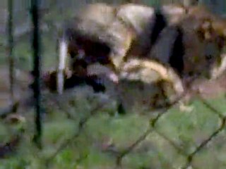 Lions fenced in at the Tala Manzi farm
