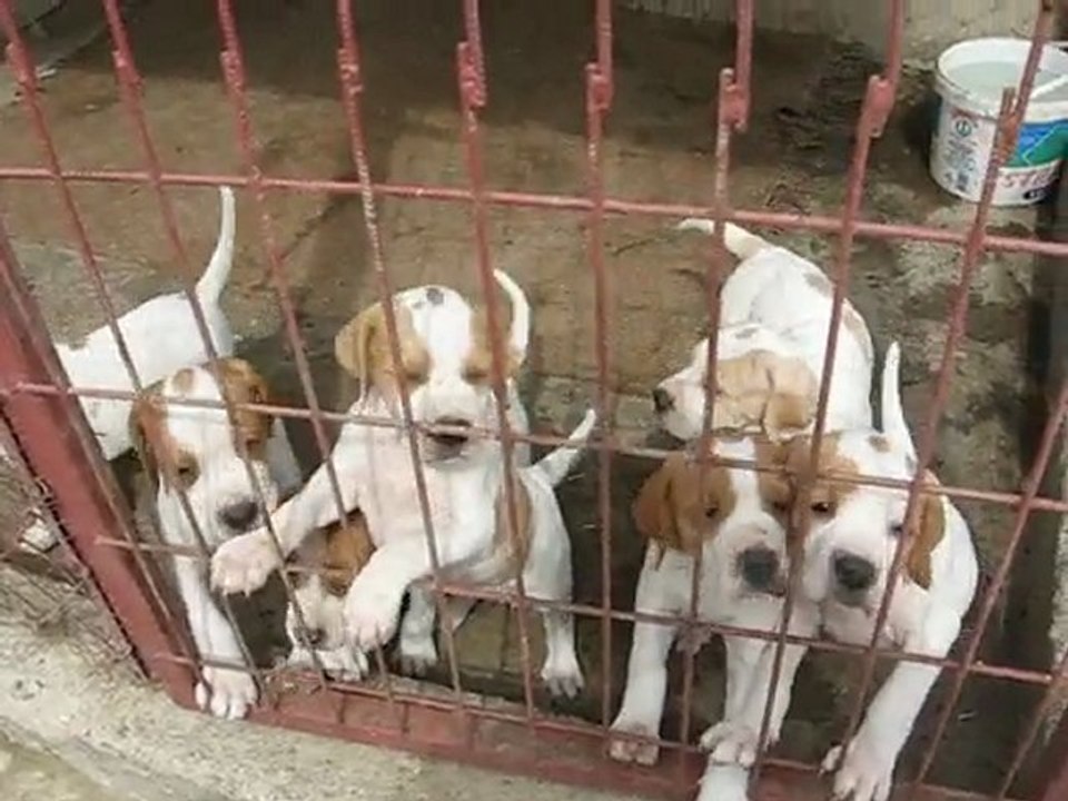 pointer yavruları