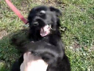 Eliot 4 mois abandonné