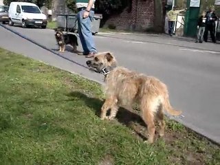 GRAIN-DE-BEAUTE croisé cairn 1 an