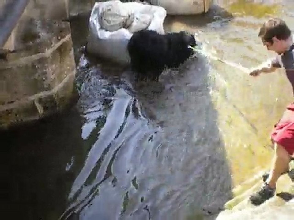 Calvinou à l eau