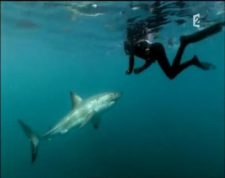 nuits blanches avec les grands requins (4 et fin)