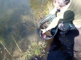 Remise à l'eau tanches