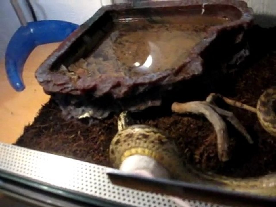 repas serpent-taureau