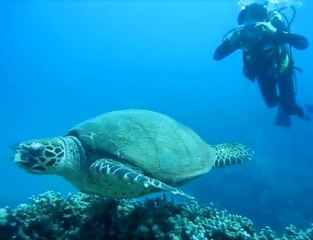 Maui Scuba Diving
